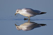 Ring-billed Gull Ring-billed Gull