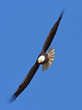 Flying Bald Eagle Flying Bald Eagle