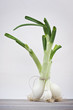 stand up leeks