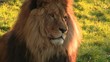 le roi des animaux