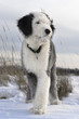 Bobtail puppy in the open field Bobtail puppy in the open field