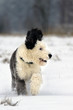 Bobtail puppy enjoying new fallen snow Bobtail puppy enjoying new fallen snow