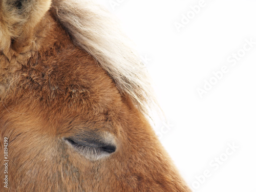 Foto: schlafendes Pferd 31 schlafendes Pferd 31
