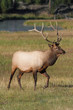 Majestic Bull Elk
