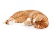 desolate tabby tom cat
