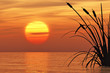 Reeds