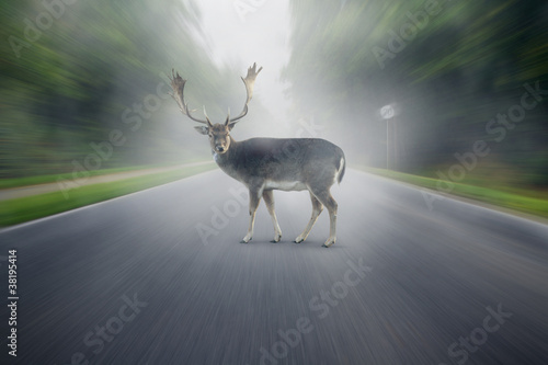 Foto: Wildlife Accident Wildlife Accident