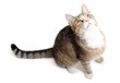 little tabby cat