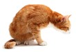 searching tom cat