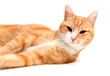 relaxed tom cat