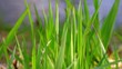 Natur Pur Zen Religion / Full Hd Video Natur Pur Zen Religion / Full Hd Video