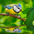 The Blue Tit (Cyanistes caeruleus).