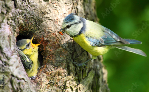 Photo: The Blue Tit (Cyanistes caeruleus). The Blue Tit (Cyanistes caeruleus).