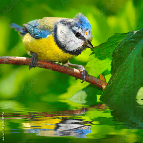 Photo: The Blue Tit (Cyanistes caeruleus). The Blue Tit (Cyanistes caeruleus).