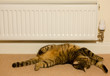Warm Cat