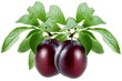 Producing fresh Italian plum with leaves