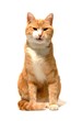 angry tom cat