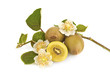 Gold kiwifruit