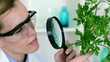 Video: Biochemist looking at green plant through magnifying glass Biochemist looking at green plant through magnifying glass