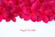 Red Plumeria Frangipani Flower for Spa and Wellness Concept with