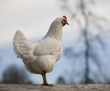 Guaridan hen