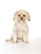 Morkie - Maltese Yorkie Mix Puppy Morkie - Maltese Yorkie Mix Puppy
