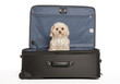 Travel Puppy Travel Puppy