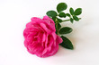 Pink rose isolated on white