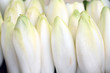 chicory