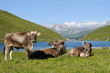 Vaches laitières près d'un lac de montagne