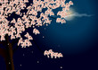 夜桜