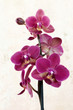 phalaenopsis orchidée papillon sur vieux fond