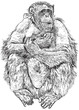 gorilla - a vector drawing a seated monkey