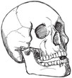 Skull sketch