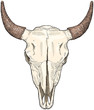 Vector: cow ckull - vector sketch cow ckull - vector sketch