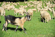 Brown goat