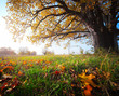Oak