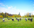 Cows