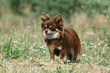chihuahua immobile de profil