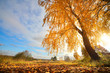 Oak