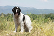 la force tranquille du landseer