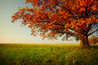 Oak