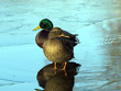 Mallards