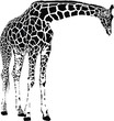 giraffe vector