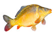 Big Common Carp - Mirror Carp (Cyprinus Carpio)