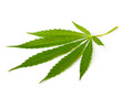 Cannabis leaf Cannabis leaf