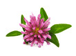 clover flower isolated on white clover flower isolated on white