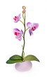Orchid isolated Orchid isolated