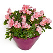 rose flowers in flowerpot rose flowers in flowerpot