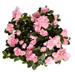 rose flowers isolated rose flowers isolated